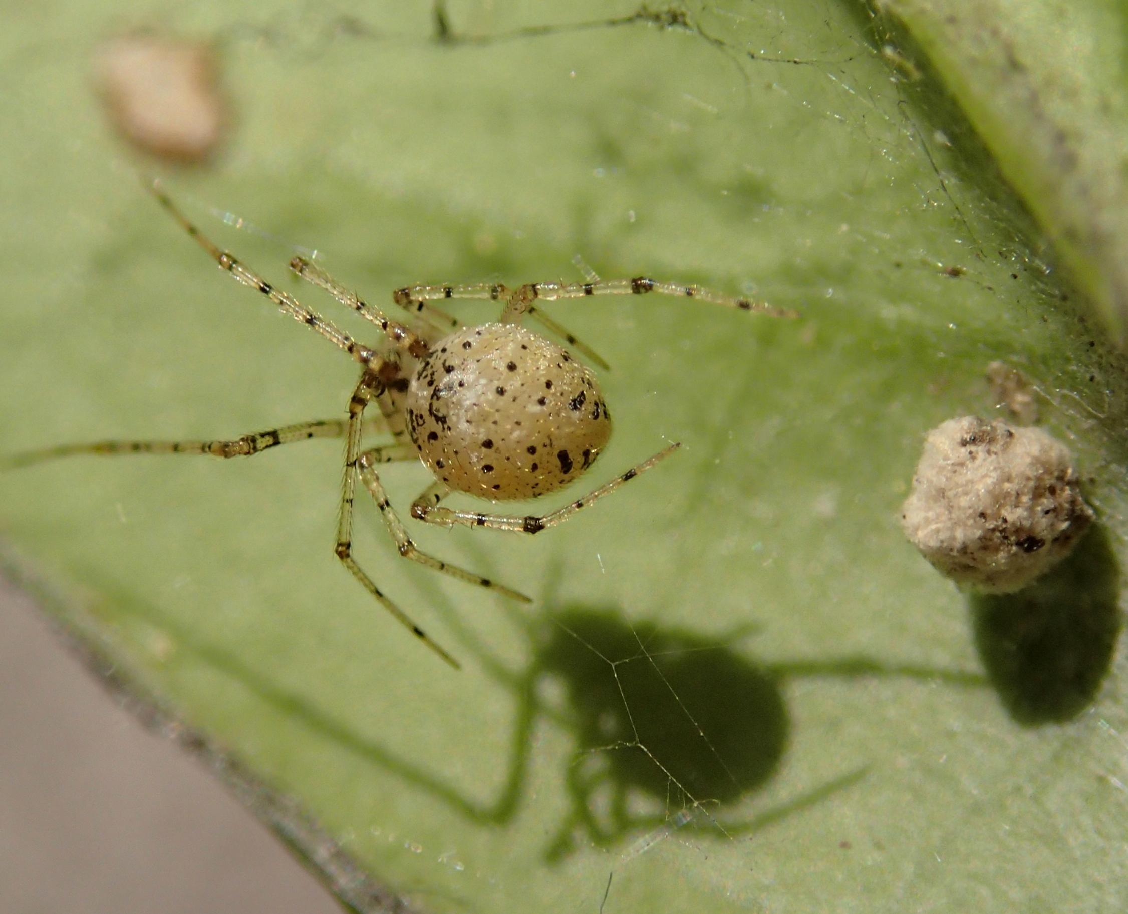 Theridiidae: Platnickina nigropunctata - Motta di Livenza (TV)